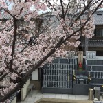 法園寺の桜が満開でとてもきれいでした。